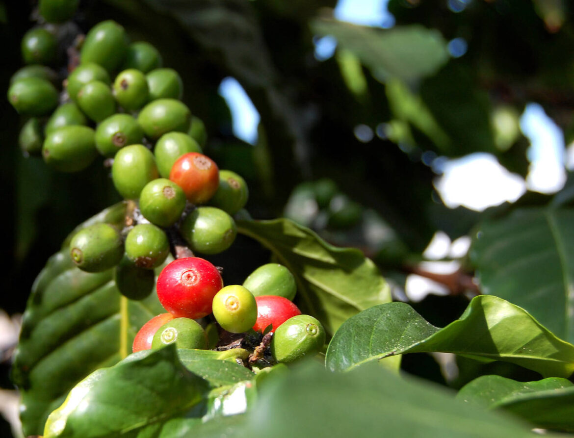 Die Meister des Kaffeeanbaus: Eine Reise durch die führenden Kaffee produzierenden Länder der Welt