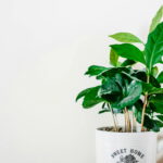Kaffeepflanzen zu Hause: Ein Leitfaden für den eigenen Kaffeeanbau