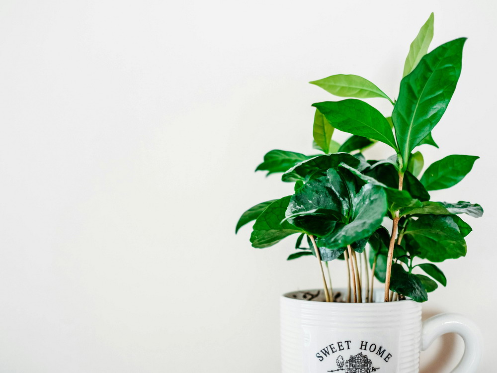 Kaffeepflanzen zu Hause: Ein Leitfaden für den eigenen Kaffeeanbau